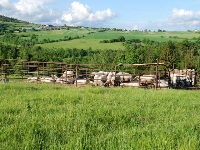 Afternoon Rest of Sheep