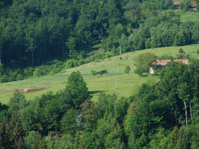 Little Farmstead