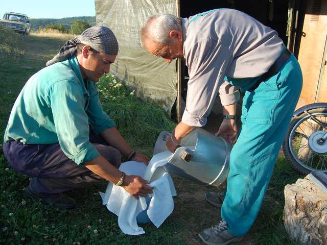 Percolating Sheep Milk