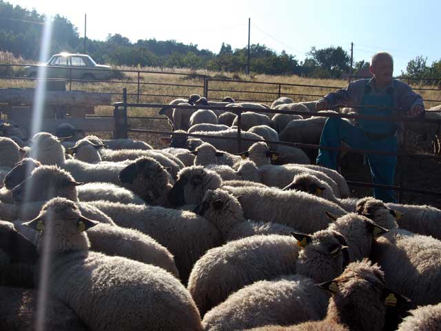 Sheep and Shepherd 