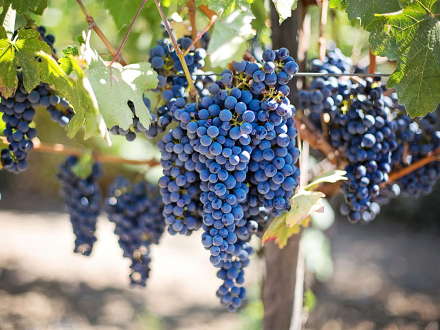 Tokaj wine region 