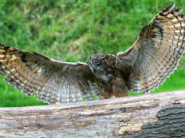 Eurasian eagle-owl bird