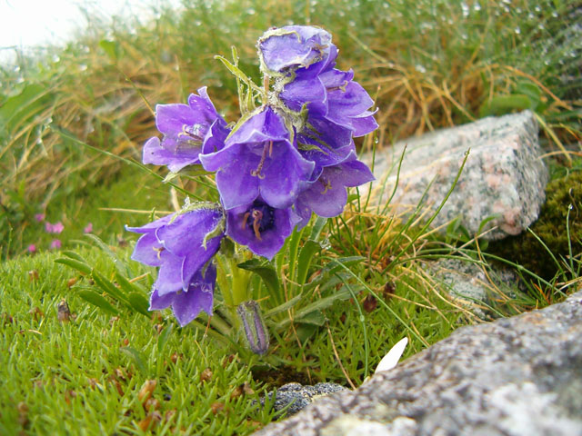 High Tatras flora