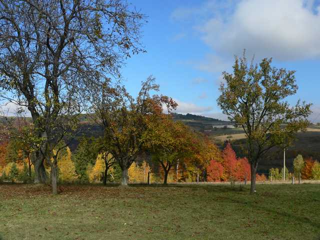 Orchard at Autumn Noon