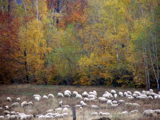 Autumn on Pasture Meadows