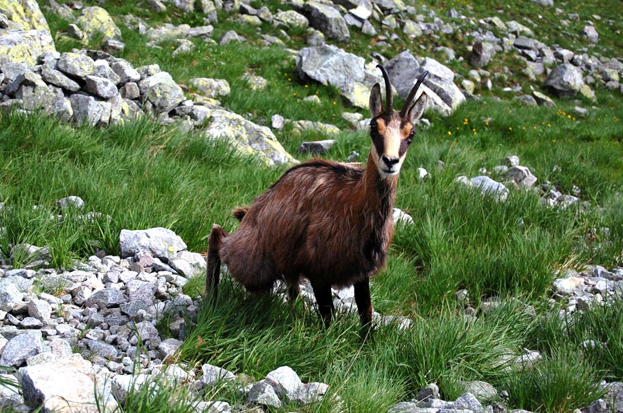 Belianske Tatras - chamois Belianske Tatras - chamois