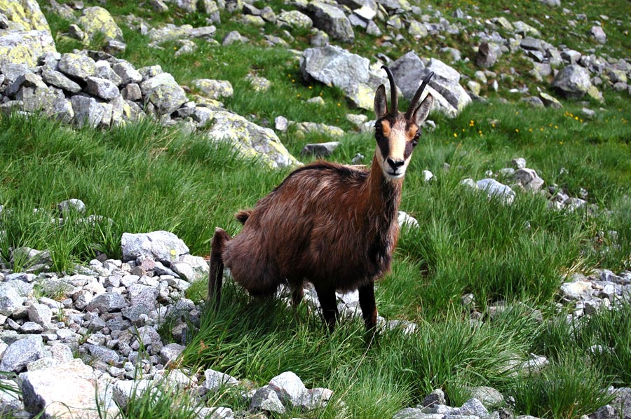 Belianske Tatras - chamois