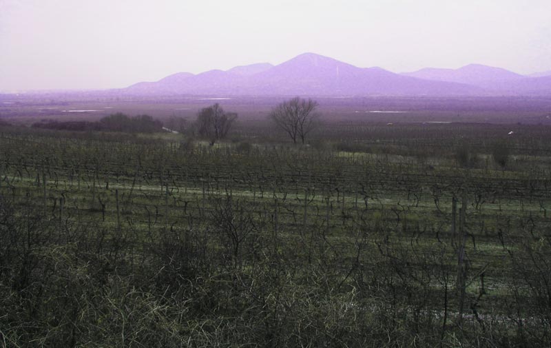 Tokaj Wine