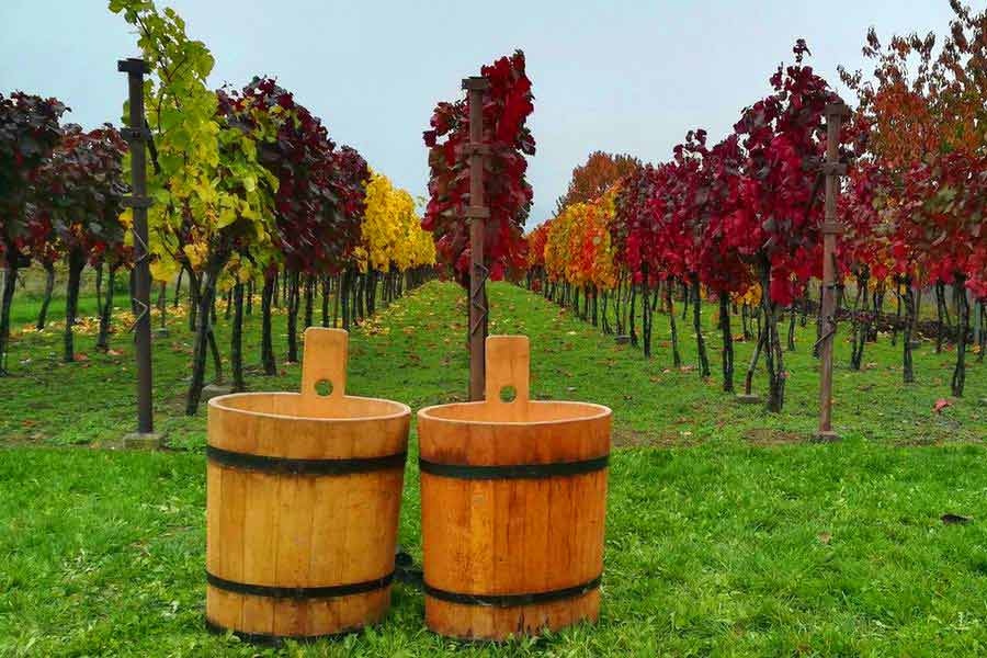 Zahorie Wine Route - Vineyard