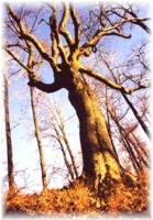 The beech in Carpathian forest